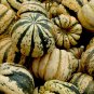 30 seeds Sweet Dumpling Squash Ct Winter Vegetable Garden Non-Gmo