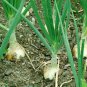 200+ seeds Walla Walla Onion  Sweet Mild Vegetable Garden Non-Gmo