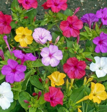 50 seeds Four O' Clock Ct Marvel Of Peru Formula Mix Flower Usa Mixed Colors