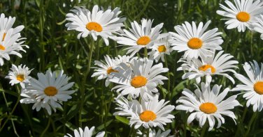 1000+ seeds Roman Chamomile  Herb Medicinal Fragrant Groundcover Perennial