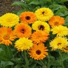 150 seeds Calendula Ct Flower Annual Usa Seller  Pacific Beauty Mix