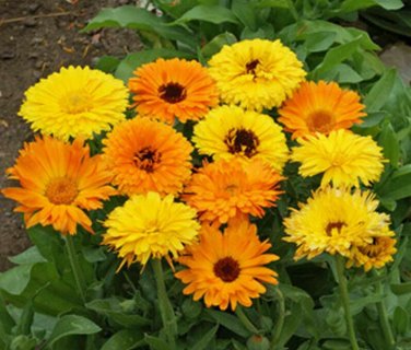 150 seeds Calendula Ct Flower Annual Usa Seller  Pacific Beauty Mix