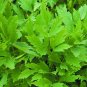 250+ seeds Lovage  Common Herb Heirloom Perennial Non-Gmo Us Seller