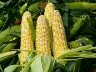 25 seeds Peaches And Cream Corn Ct Sweet Vegetable Garden Non-Gmo Usa