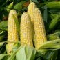 25 seeds Peaches And Cream Corn Ct Sweet Vegetable Garden Non-Gmo Usa