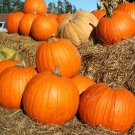 10 seeds Big Max Pumpkin Ct Giant Non-Gmo Usa Up To