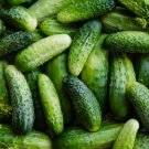 50+ seeds Cucumber  Boston Pickling Vegetable Non-Gmo Us Seller