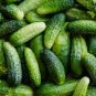 50+ seeds Cucumber  Boston Pickling Vegetable Non-Gmo Us Seller