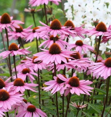 200+ seeds Purple Coneflower  Echinacea Usa Perennial Wildflower