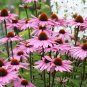 200+ seeds Purple Coneflower  Echinacea Usa Perennial Wildflower