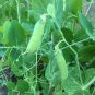 25 seeds Pea Ct Pod Vegetable Garden Heirloom Non-Gmo Usa  Early Alaska