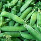 25 seeds Sugar Snap Pea Ct Pod Peas Vegetable Garden Heirloom Non-Gmo Usa