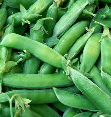 25 seeds Sugar Snap Pea Ct Pod Peas Vegetable Garden Heirloom Non-Gmo Usa