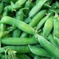 25 seeds Sugar Snap Pea Ct Pod Peas Vegetable Garden Heirloom Non-Gmo Usa