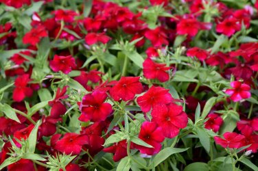 100+ seeds Phlox Red Annual Flower  Fragrant Heirloom Usa Seller