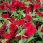 100+ seeds Phlox Red Annual Flower  Fragrant Heirloom Usa Seller