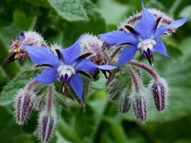 100 seeds Borage Ct Common Herb Flower Deer Resistant Usa Seller