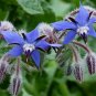 100 seeds Borage Ct Common Herb Flower Deer Resistant Usa Seller