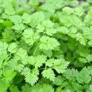 500+ seeds Chervil  Gourmet Plain Leaf ""French Parsley"" Herb Garden