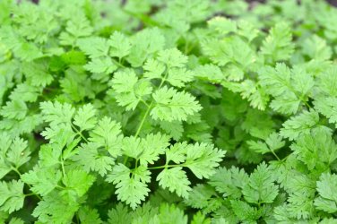 500+ seeds Chervil  Gourmet Plain Leaf ""French Parsley"" Herb Garden