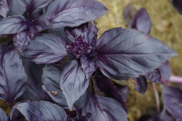 200+ seeds Red Rubin Basil  Herb Ocimum Basilicum Fragrant Usa