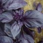 200+ seeds Red Rubin Basil  Herb Ocimum Basilicum Fragrant Usa