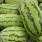 15 seeds Watermelon Ct Fruit  Jubilee