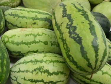 15 seeds Watermelon Ct Fruit  Jubilee