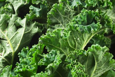 seeds Dwarf Siberian Vegetable Garden Non-Gmo Usa Seller 500+ Kale