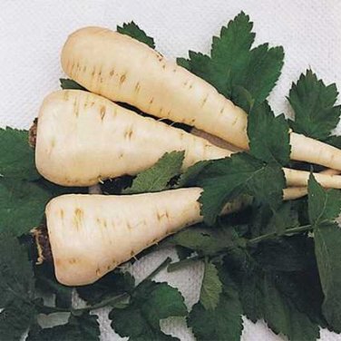 200+ seeds Parsnip Harris Early Model  Vegetable Non-Gmo Usa Seller