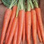 seeds 58 Carrot Imperator