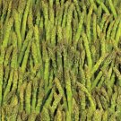 100+ seeds Asparagus  Mary Washington Vegetable Garden Non-Gmo Usa