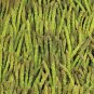 100+ seeds Asparagus  Mary Washington Vegetable Garden Non-Gmo Usa