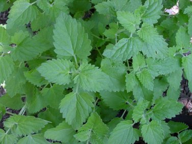 1500+ seeds Catnip  Herb Perrenial Garden Non-Gmo Usa