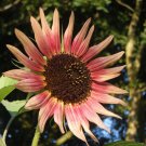 25+ seeds Sunflower  Wildflower Annual Usa Seller  Indian Blanket