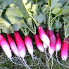 200 seeds French Breakfast Radish Ct Vegetable Garden Non-Gmo Usa