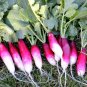 200 seeds French Breakfast Radish Ct Vegetable Garden Non-Gmo Usa