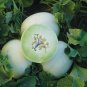 50+ seeds Honey Dew Green Flesh Cantaloupe  Fruit Melon Non-Gmo