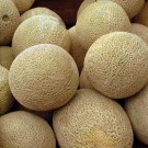 50+ seeds Honey Rock Cantaloupe  Melon Fruit Usa Seller Non-Gmo