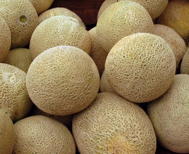 50+ seeds Honey Rock Cantaloupe  Melon Fruit Usa Seller Non-Gmo