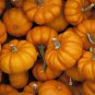 15+ seeds Jack Be Little Pumpkin  Miniature Mini Tiny Non-Gmo Usa