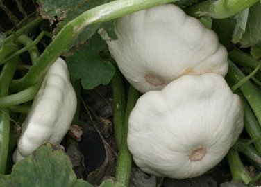 25 seeds Squash Early White Bush Scallop Patty Pan Summer Usa