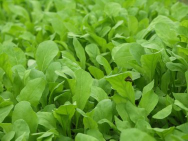 1000+ seeds Arugula  Roquette Rocket Herb Garden Heirloom Non-Gmo