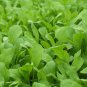 1000+ seeds Arugula  Roquette Rocket Herb Garden Heirloom Non-Gmo