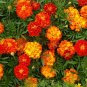 150+ seeds Marigold  French Sparky Mix Flower Tagetes Us Wildflower