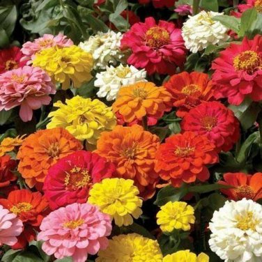 200+ seeds Zinnia Pompon  Mixed Flower Colorful Rainbow Blooms Usa