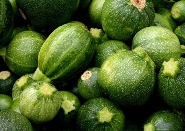 25 seeds Squash Zucchini Round Ct Summer Vegetable Non-Gmo Usa