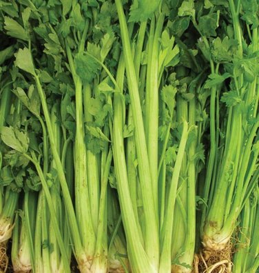 2000+ seeds Celery Tall Utah  Vegetable Garden Non-Gmo Usa Seller