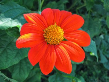50+ seeds Mexican Sunflower  Tithinia Torch Flower Usa Seller