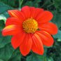 50+ seeds Mexican Sunflower  Tithinia Torch Flower Usa Seller